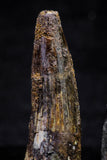 20719 - Great Collection of 2 Spinosaurus Dinosaur Teeth Cretaceous KemKem Beds