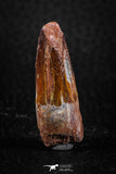 08158 - Nice 1.53 Inch Spinosaurus Dinosaur Tooth Cretaceous KemKem Beds