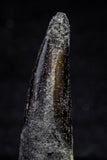 20719 - Great Collection of 2 Spinosaurus Dinosaur Teeth Cretaceous KemKem Beds