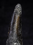 21633 - Great Collection of 15 Spinosaurus Dinosaur Teeth Cretaceous KemKem Beds