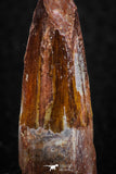 08158 - Nice 1.53 Inch Spinosaurus Dinosaur Tooth Cretaceous KemKem Beds