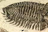 30848 - Nicely Prepared Bug Eyed 2.12 Inch Coltraneia effelesa Middle Devonian