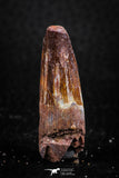08158 - Nice 1.53 Inch Spinosaurus Dinosaur Tooth Cretaceous KemKem Beds