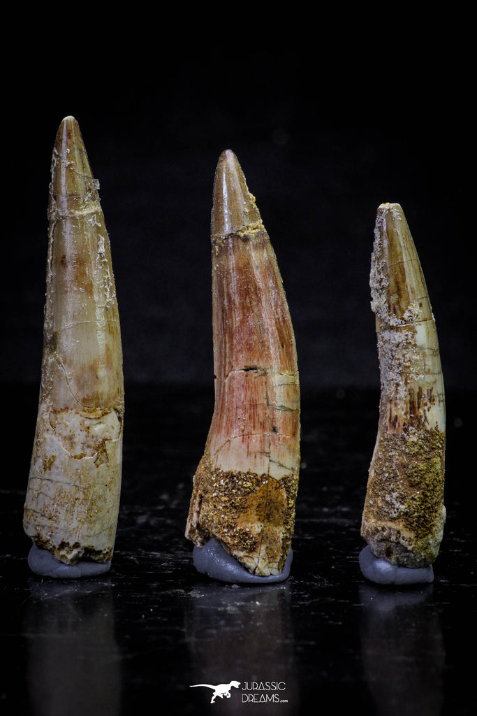 20720 - Great Collection of 3 Spinosaurus Dinosaur Teeth Cretaceous KemKem Beds