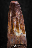08158 - Nice 1.53 Inch Spinosaurus Dinosaur Tooth Cretaceous KemKem Beds
