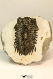 30849 - Top Beautiful Bug Eyed 2.25 Inch Coltraneia effelesa Middle Devonian