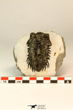 30849 - Top Beautiful Bug Eyed 2.25 Inch Coltraneia effelesa Middle Devonian