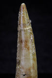 20720 - Great Collection of 3 Spinosaurus Dinosaur Teeth Cretaceous KemKem Beds