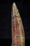 20720 - Great Collection of 3 Spinosaurus Dinosaur Teeth Cretaceous KemKem Beds