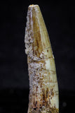 20720 - Great Collection of 3 Spinosaurus Dinosaur Teeth Cretaceous KemKem Beds