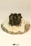 30849 - Top Beautiful Bug Eyed 2.25 Inch Coltraneia effelesa Middle Devonian