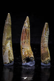 20720 - Great Collection of 3 Spinosaurus Dinosaur Teeth Cretaceous KemKem Beds