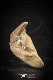88702 - Super Rare Pathologically Deformed 1.50 Inch Otodus obliquus Shark Tooth