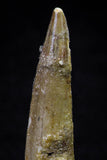 20720 - Great Collection of 3 Spinosaurus Dinosaur Teeth Cretaceous KemKem Beds