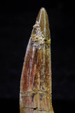 20720 - Great Collection of 3 Spinosaurus Dinosaur Teeth Cretaceous KemKem Beds