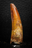 08160 - Nice 1.70 Inch Spinosaurus Dinosaur Tooth Cretaceous KemKem Beds