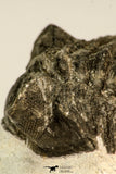 30849 - Top Beautiful Bug Eyed 2.25 Inch Coltraneia effelesa Middle Devonian