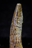 20720 - Great Collection of 3 Spinosaurus Dinosaur Teeth Cretaceous KemKem Beds