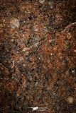 06001 - Nice Polished Section NWA Unclassified L-H Type Ordinary Chondrite Meteorite 18.0g