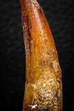 08160 - Nice 1.70 Inch Spinosaurus Dinosaur Tooth Cretaceous KemKem Beds