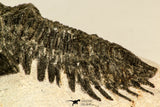 30849 - Top Beautiful Bug Eyed 2.25 Inch Coltraneia effelesa Middle Devonian