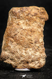 06001 - Nice Polished Section NWA Unclassified L-H Type Ordinary Chondrite Meteorite 18.0g