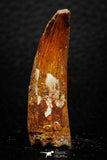 08160 - Nice 1.70 Inch Spinosaurus Dinosaur Tooth Cretaceous KemKem Beds