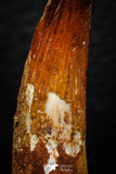 08160 - Nice 1.70 Inch Spinosaurus Dinosaur Tooth Cretaceous KemKem Beds