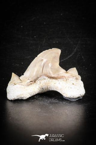 88704 - Super Rare Pathologically Deformed 1.74 Inch Otodus obliquus Shark Tooth