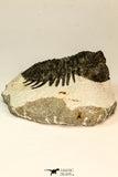 30849 - Top Beautiful Bug Eyed 2.25 Inch Coltraneia effelesa Middle Devonian