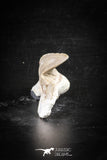 88704 - Super Rare Pathologically Deformed 1.74 Inch Otodus obliquus Shark Tooth