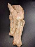 00903 - Museum Grade 6.88 Inch Association of 2 Rare Mawsonia Coelacanth Quadrate Bones