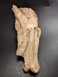 00903 - Museum Grade 6.88 Inch Association of 2 Rare Mawsonia Coelacanth Quadrate Bones