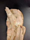 00903 - Museum Grade 6.88 Inch Association of 2 Rare Mawsonia Coelacanth Quadrate Bones