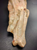 00903 - Museum Grade 6.88 Inch Association of 2 Rare Mawsonia Coelacanth Quadrate Bones