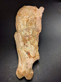 00903 - Museum Grade 6.88 Inch Association of 2 Rare Mawsonia Coelacanth Quadrate Bones