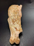 00903 - Museum Grade 6.88 Inch Association of 2 Rare Mawsonia Coelacanth Quadrate Bones