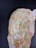 00903 - Museum Grade 6.88 Inch Association of 2 Rare Mawsonia Coelacanth Quadrate Bones