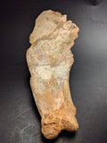 00903 - Museum Grade 6.88 Inch Association of 2 Rare Mawsonia Coelacanth Quadrate Bones