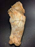 00903 - Museum Grade 6.88 Inch Association of 2 Rare Mawsonia Coelacanth Quadrate Bones