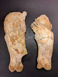 00903 - Museum Grade 6.88 Inch Association of 2 Rare Mawsonia Coelacanth Quadrate Bones