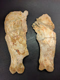 00903 - Museum Grade 6.88 Inch Association of 2 Rare Mawsonia Coelacanth Quadrate Bones