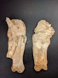 00903 - Museum Grade 6.88 Inch Association of 2 Rare Mawsonia Coelacanth Quadrate Bones