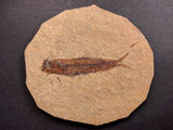 010025 - Nicely Preserved Knightia Fossil Fish Eocene Green River Fm, Wyoming (USA)