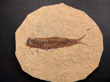 010025 - Nicely Preserved Knightia Fossil Fish Eocene Green River Fm, Wyoming (USA)