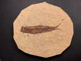 010025 - Nicely Preserved Knightia Fossil Fish Eocene Green River Fm, Wyoming (USA)