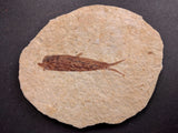 010026 - Nicely Preserved Knightia Fossil Fish Eocene Green River Fm, Wyoming (USA)