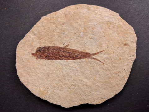 010026 - Nicely Preserved Knightia Fossil Fish Eocene Green River Fm, Wyoming (USA)