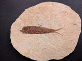 010026 - Nicely Preserved Knightia Fossil Fish Eocene Green River Fm, Wyoming (USA)