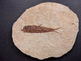 010026 - Nicely Preserved Knightia Fossil Fish Eocene Green River Fm, Wyoming (USA)